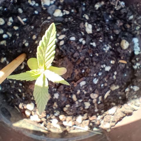 Louwqie  growlog photo: Week 3 (first week of kelppeek food(