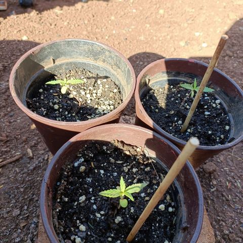 Louwqie  growlog photo: Week 3 (first week of kelppeek food(