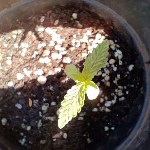 Louwqie  growlog photo: Week 3 (first week of kelppeek food(