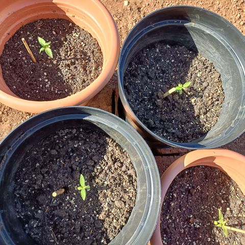 Louwqie  growlog photo: Week 3 (first week of kelppeek food(