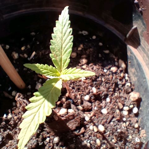 Louwqie  growlog photo: Week 3 (first week of kelppeek food(