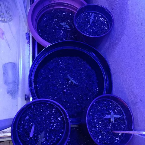 Louwqie  growlog timeline photo