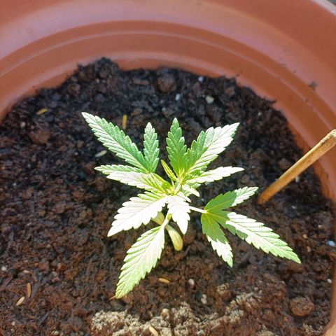 Louwqie  growlog timeline photo