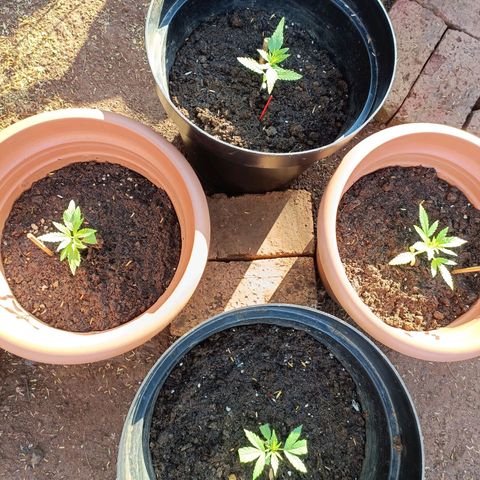 Louwqie  growlog photo: Should I top