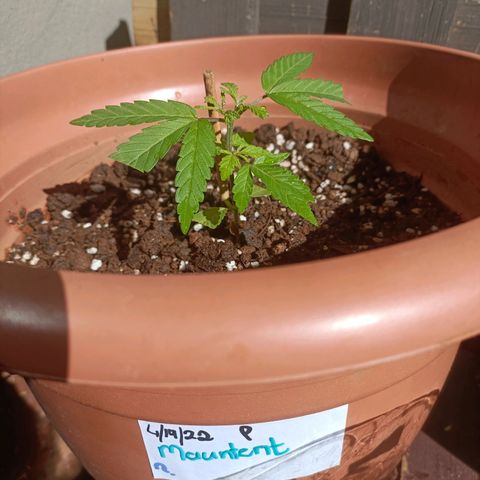 Louwqie  growlog photo: Added just water for the day due to stress on 2 trees 