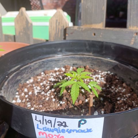 Louwqie  growlog photo: Added just water for the day due to stress on 2 trees 