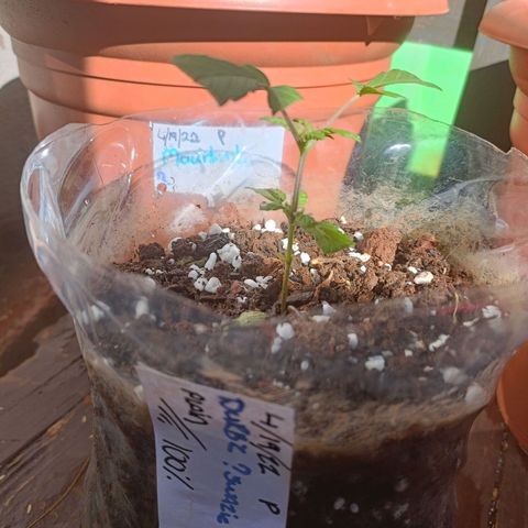Louwqie  growlog photo: Added just water for the day due to stress on 2 trees 