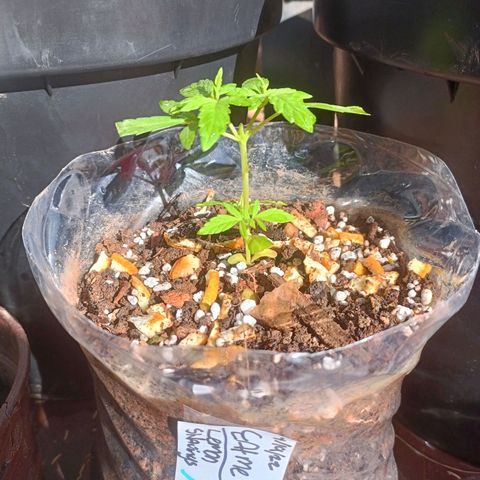 Louwqie  growlog photo: Added just water for the day due to stress on 2 trees 