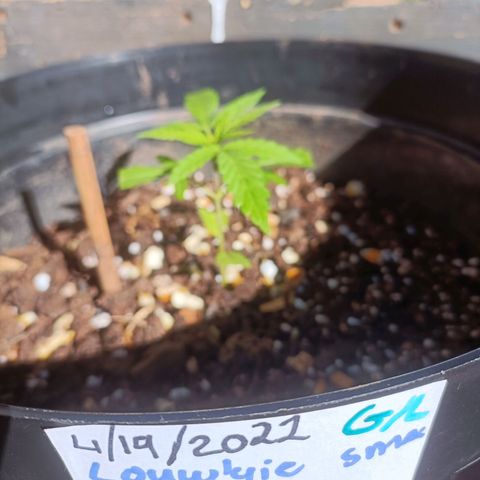 Louwqie  growlog photo: Added just water for the day due to stress on 2 trees 