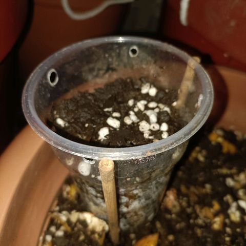 Louwqie  growlog timeline photo