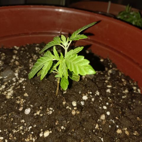 Louwqie  growlog timeline photo