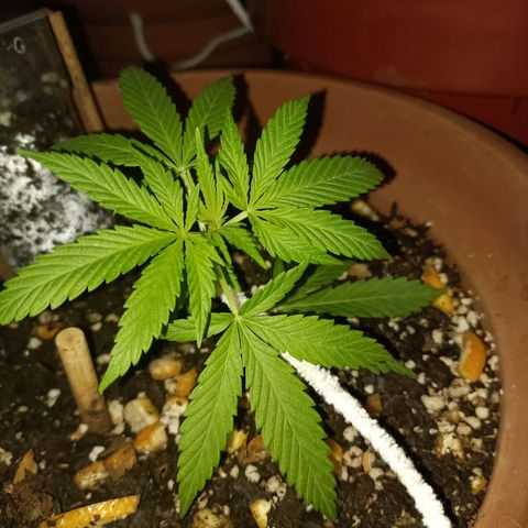 Louwqie  growlog timeline photo