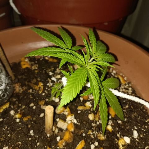 Louwqie  growlog timeline photo