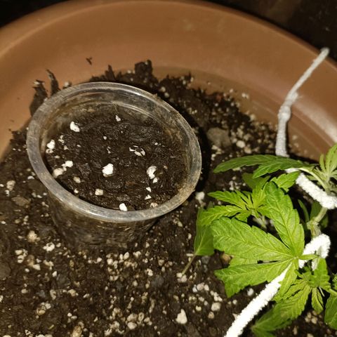 Louwqie  growlog timeline photo