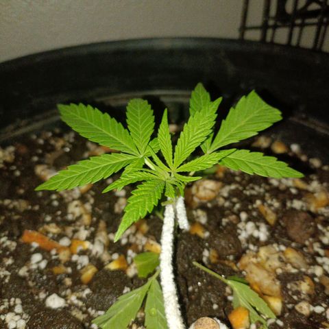 Louwqie  growlog timeline photo