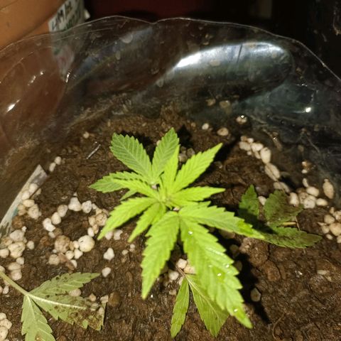 Louwqie  growlog timeline photo