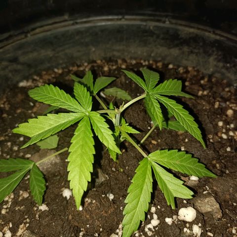 Louwqie  growlog timeline photo