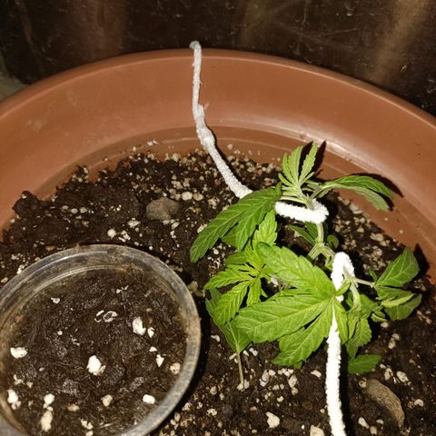 Louwqie  growlog timeline photo