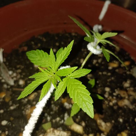 Louwqie  growlog timeline photo