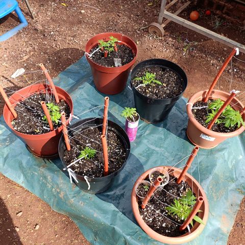 Louwqie  growlog timeline photo