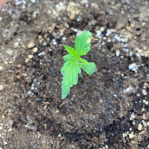 Northern Light Automatic growlog timeline photo
