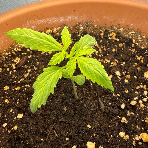 Northern Light Automatic growlog timeline photo