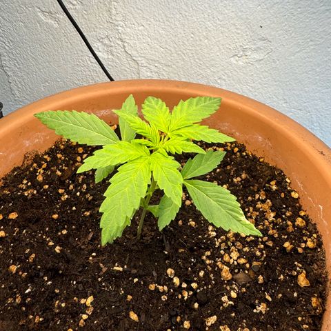Northern Light Automatic growlog timeline photo