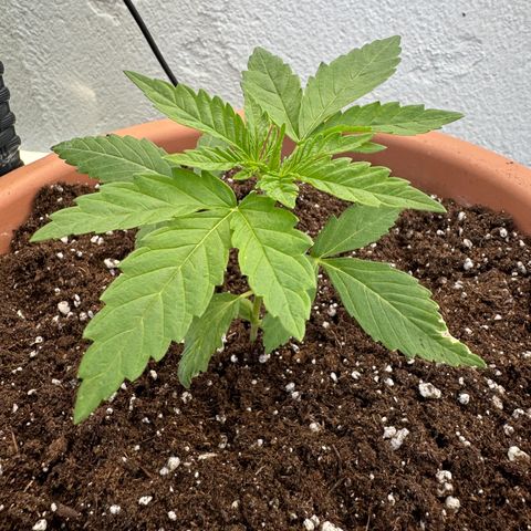 Northern Light Automatic growlog timeline photo