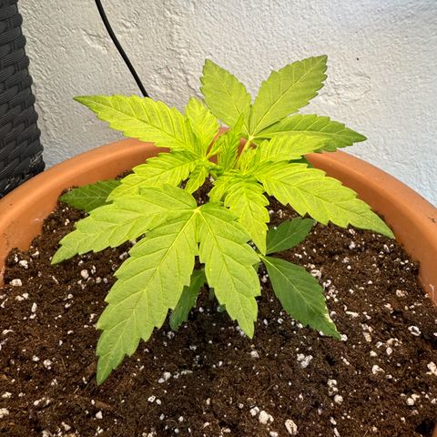 Northern Light Automatic growlog timeline photo