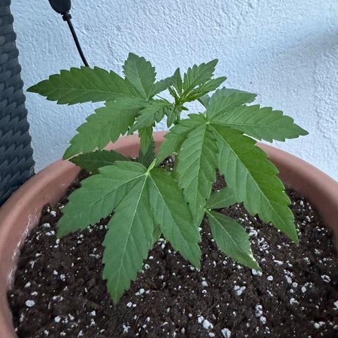Northern Light Automatic growlog timeline photo