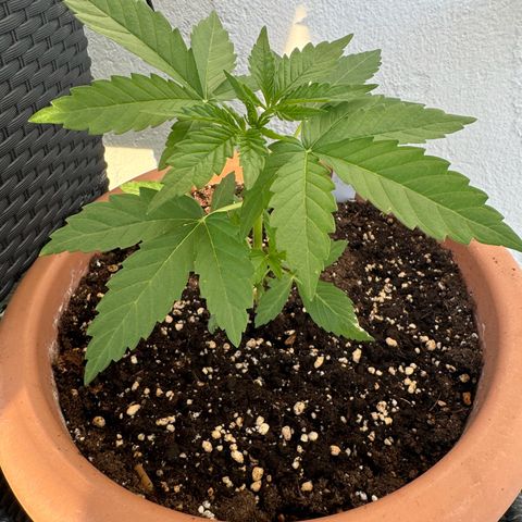 Northern Light Automatic growlog timeline photo