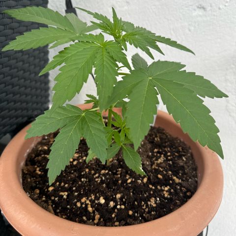 Northern Light Automatic growlog timeline photo