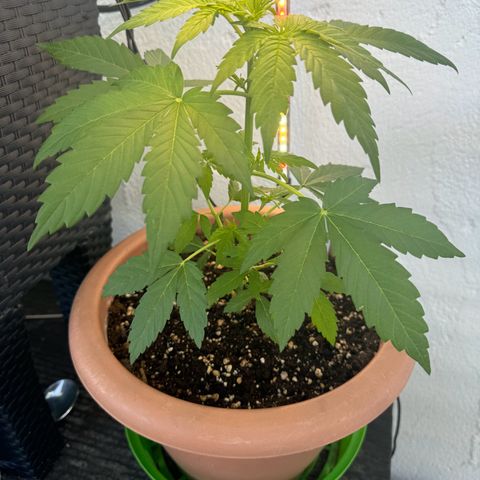 Northern Light Automatic growlog timeline photo