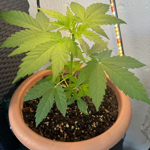 Northern Light Automatic growlog timeline photo