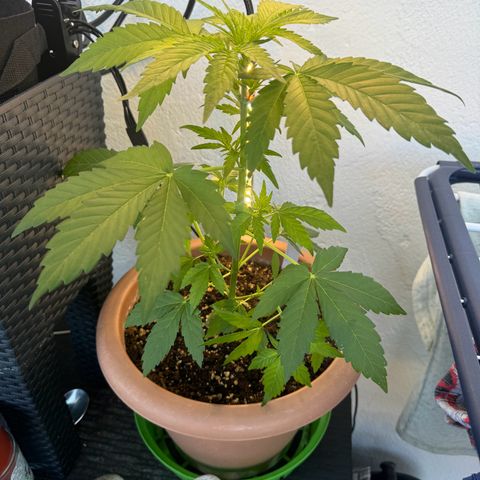 Northern Light Automatic growlog timeline photo
