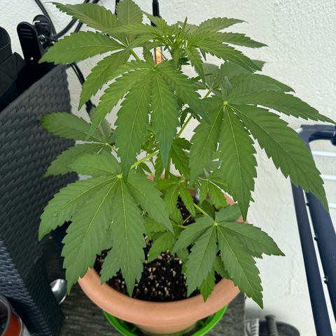 Northern Light Automatic growlog timeline photo