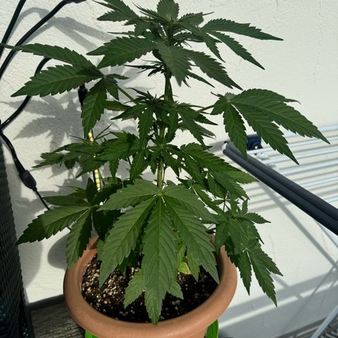 Northern Light Automatic growlog timeline photo