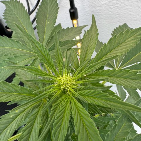 Northern Light Automatic growlog timeline photo