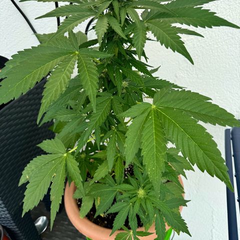 Northern Light Automatic growlog timeline photo