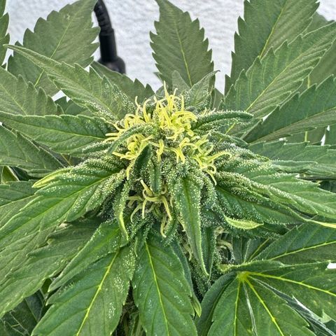 Northern Light Automatic growlog timeline photo