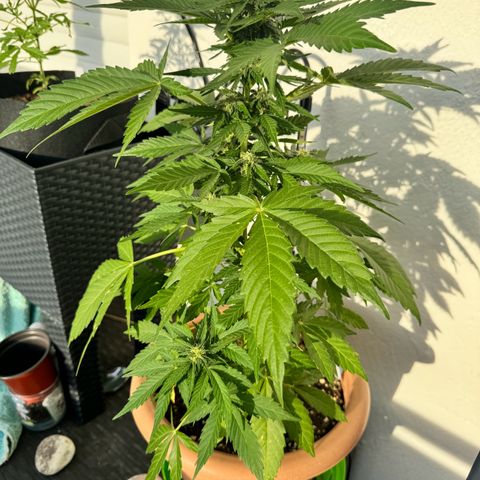 Northern Light Automatic growlog timeline photo