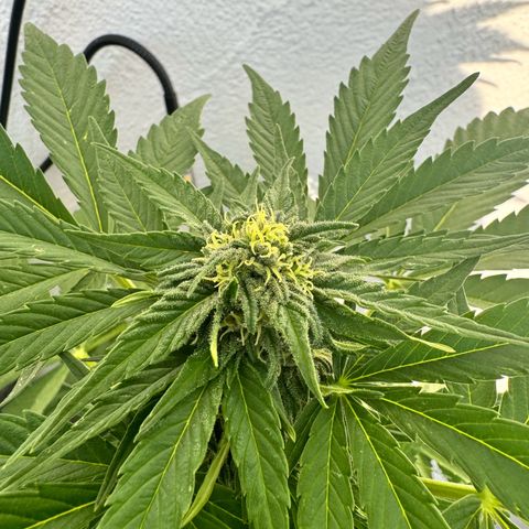 Northern Light Automatic growlog timeline photo