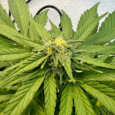 Northern Light Automatic growlog timeline photo