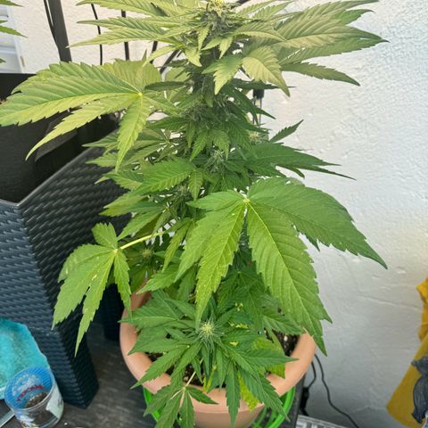 Northern Light Automatic growlog timeline photo