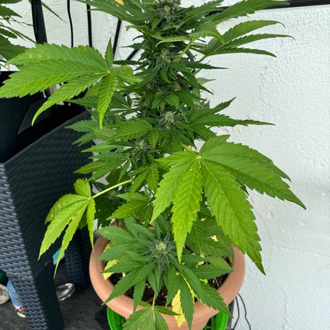 Northern Light Automatic growlog timeline photo