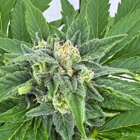 Northern Light Automatic growlog timeline photo