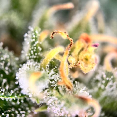 Northern Light Automatic growlog timeline photo
