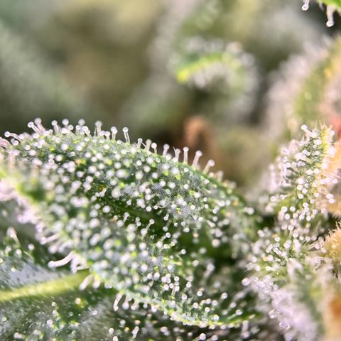 Northern Light Automatic growlog timeline photo