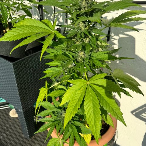 Northern Light Automatic growlog timeline photo