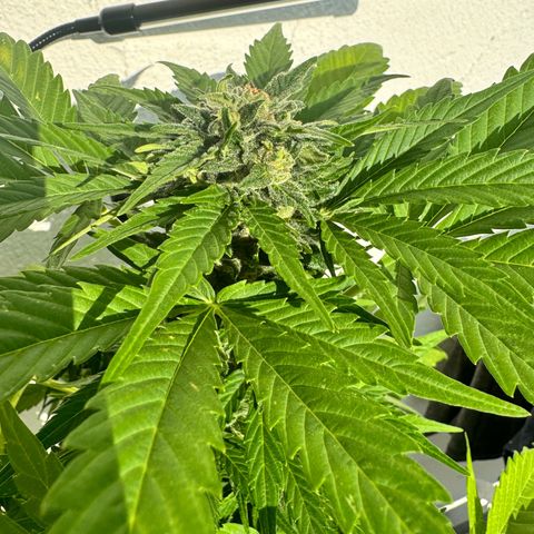 Northern Light Automatic growlog timeline photo
